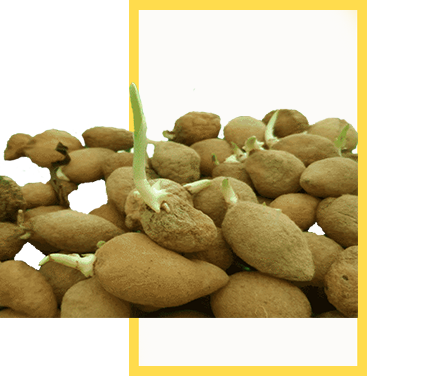 Salep Orkidesi Yumrusu Karışık İri Türler 100 Adet