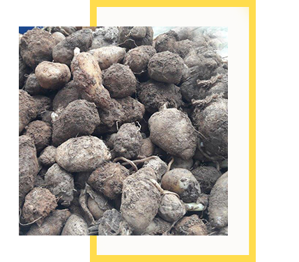 Salep Orkidesi Yumrusu Karışık İri Türler 100 Adet - Görsel 2