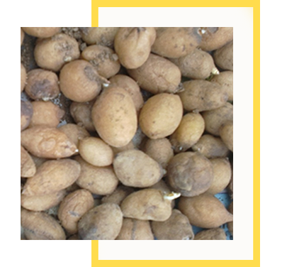 Salep Orkidesi Yumrusu Karışık İri Türler 100 Adet - Görsel 3