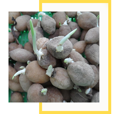 Salep Orkidesi Yumrusu Karışık İri Türler 100 Adet - Görsel 4