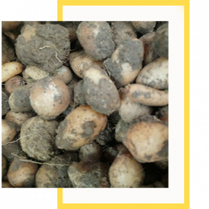 Salep Orkidesi Yumrusu Küçük Boy 100 Adet