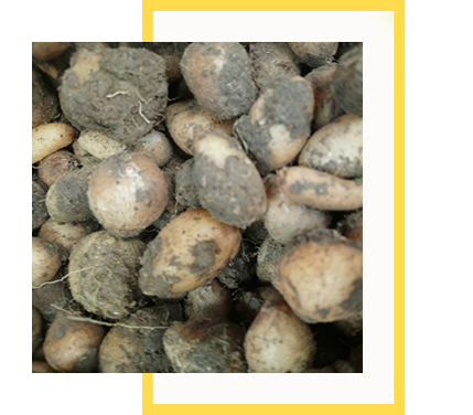 Salep Orkidesi Yumrusu Karışık İri Türler 100 Adet - Görsel 6