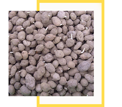 Salep Orkidesi Yumrusu Karışık İri Türler 100 Adet - Görsel 5